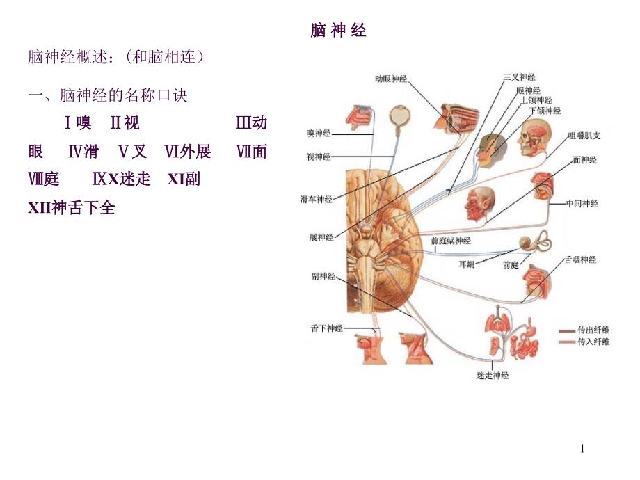 12脑神经四种纤维ppt课件_第1页