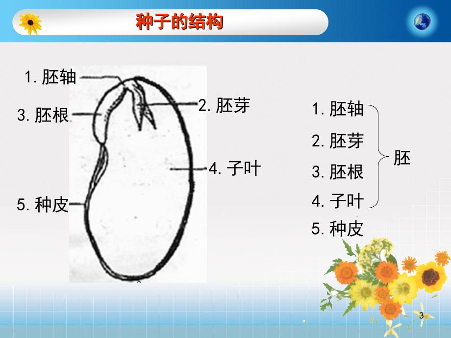 粤教版五年级科学下册种子和幼苗ppt课件_第3页