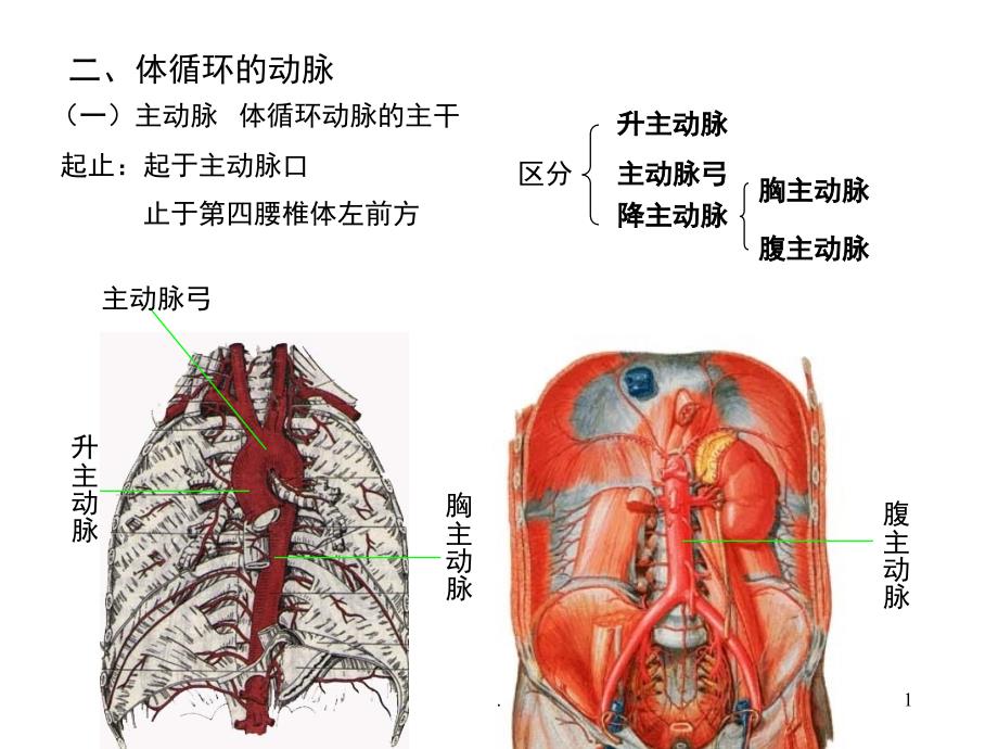 动脉优秀课件_第1页