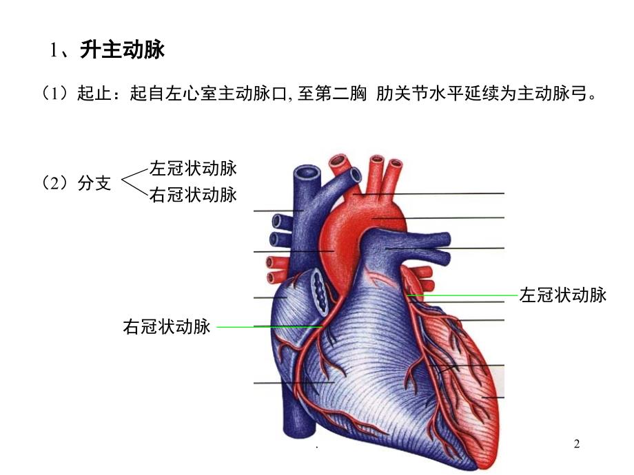 动脉优秀课件_第2页