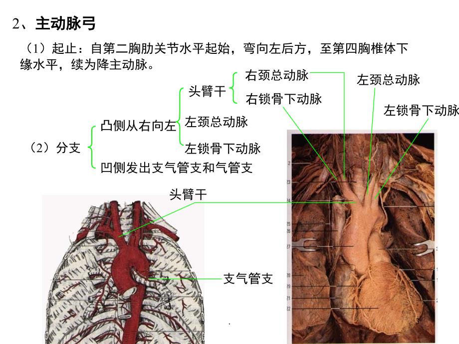 动脉优秀课件_第3页