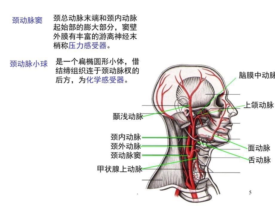 动脉优秀课件_第5页