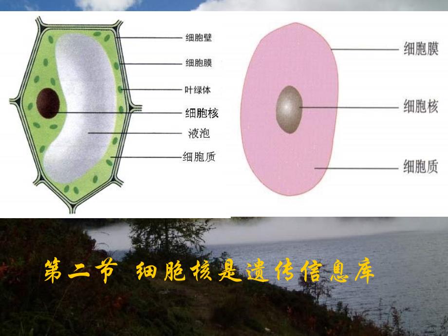 八年级生物细胞核是遗传信息库2_第1页