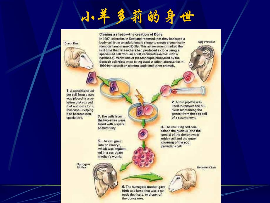 八年级生物细胞核是遗传信息库2_第3页