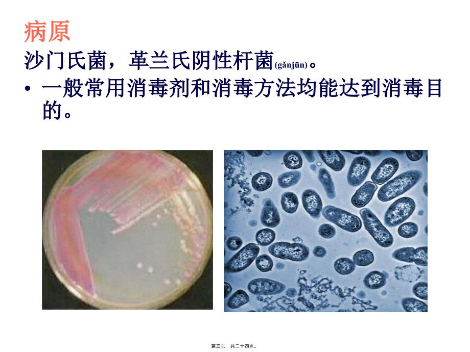 医学专题—禽病学-沙门氏菌病病_第3页