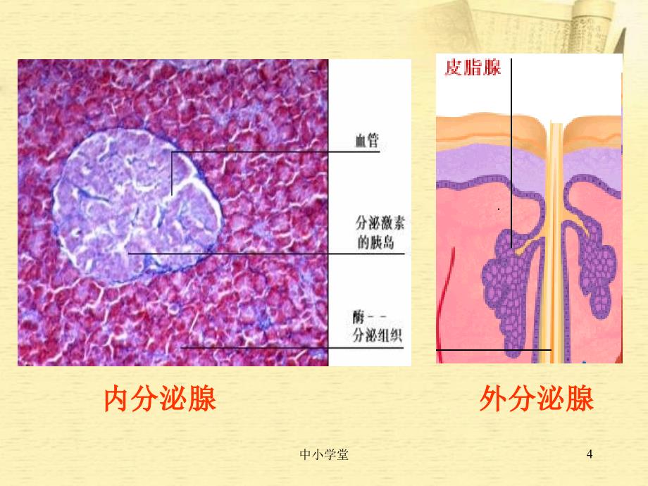 七年级生物下册第四节激素调节人教新课标版课堂补充_第4页