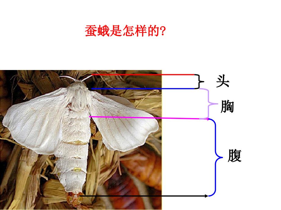 蛹变成了什么_第3页