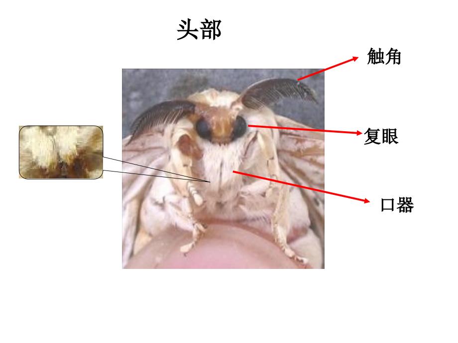 蛹变成了什么_第4页