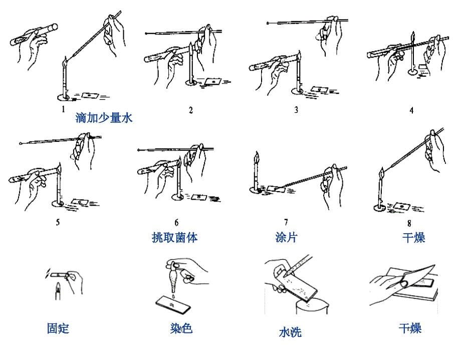 细菌形态结构观察_第5页