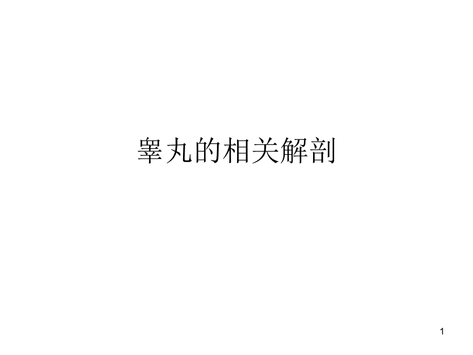 睾丸解剖PPT参考幻灯片_第1页