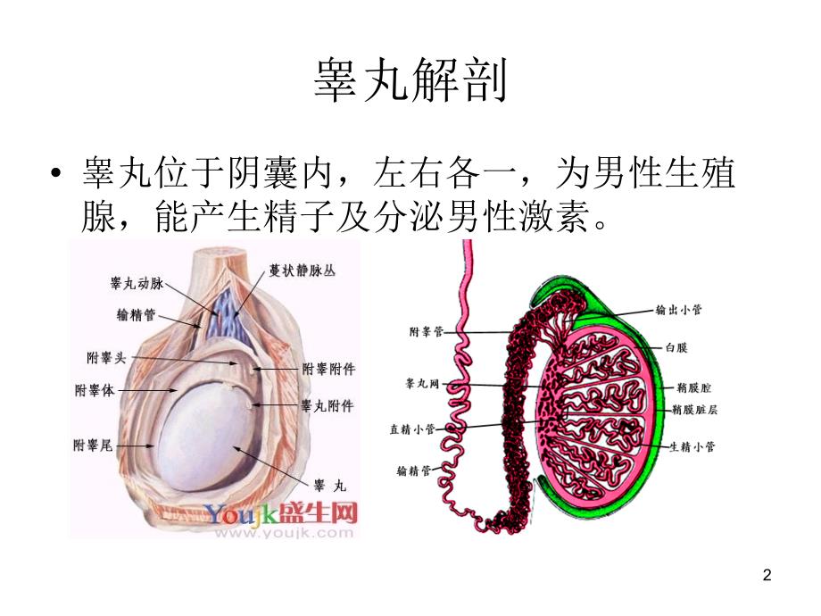 睾丸解剖PPT参考幻灯片_第2页