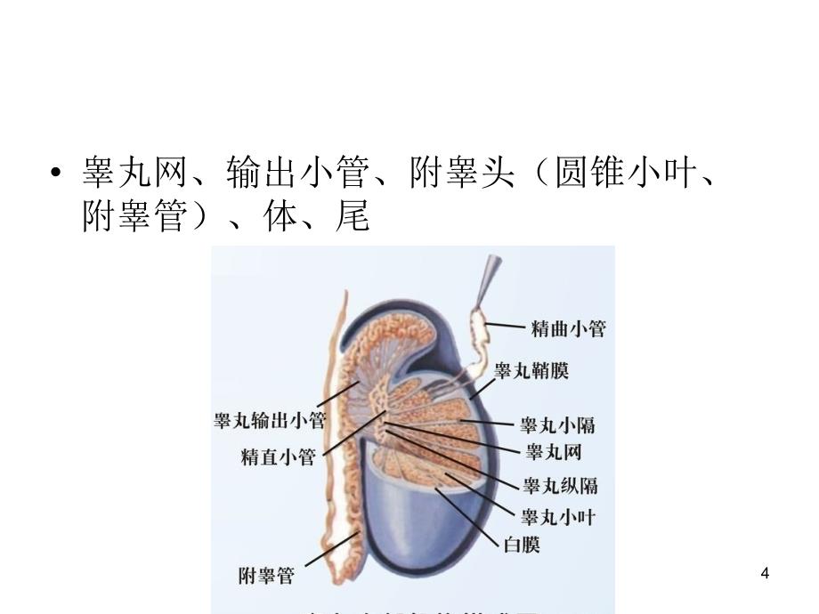 睾丸解剖PPT参考幻灯片_第4页