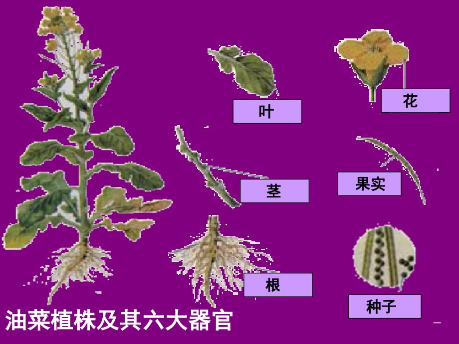 植物体的结构层次课件_第2页