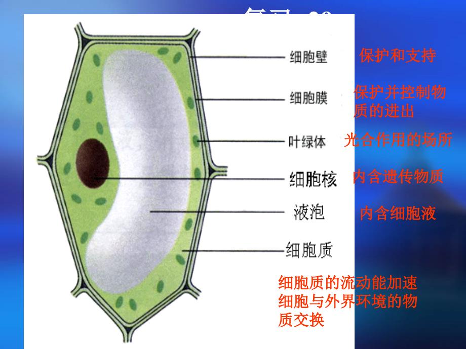 生物体的结构层次(2)_第4页