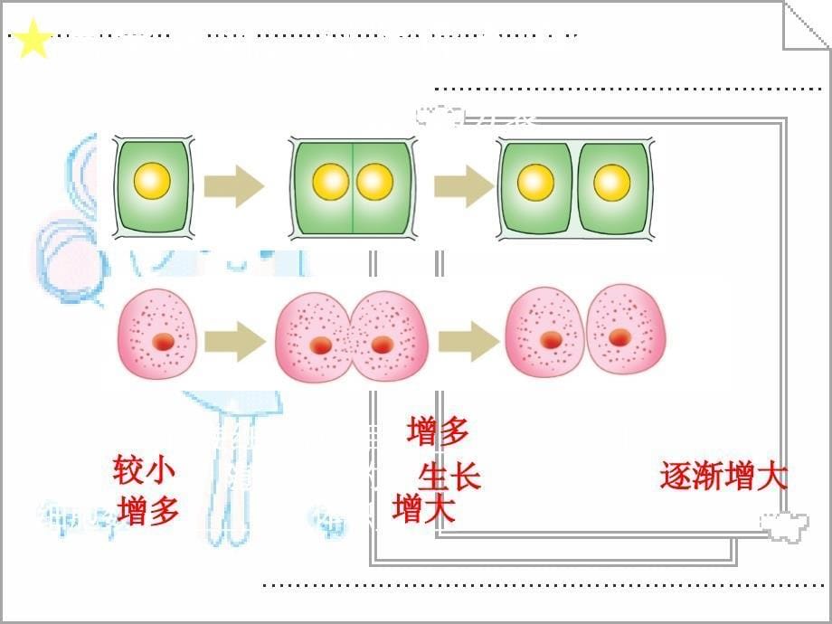 生物体的结构层次(2)_第5页