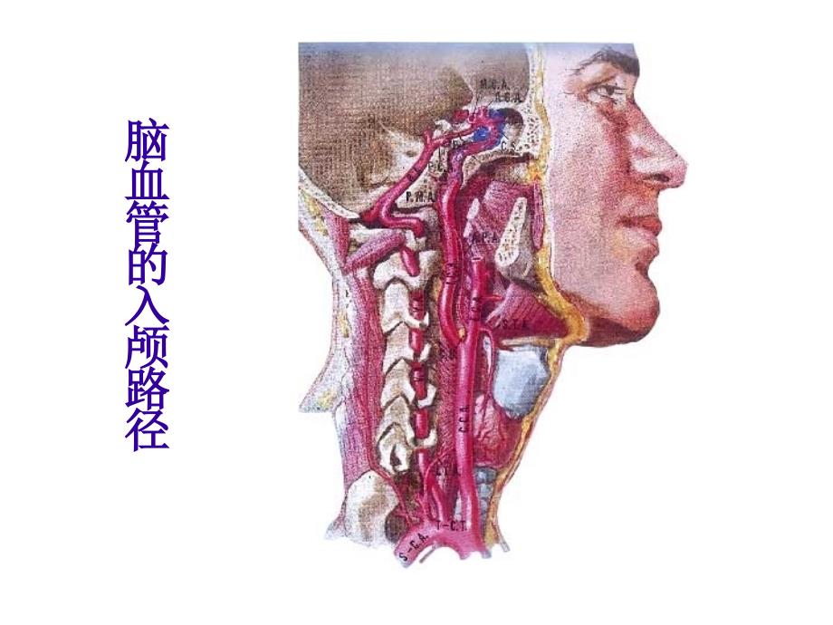 医学专题：神经病学—脑血管病_第5页