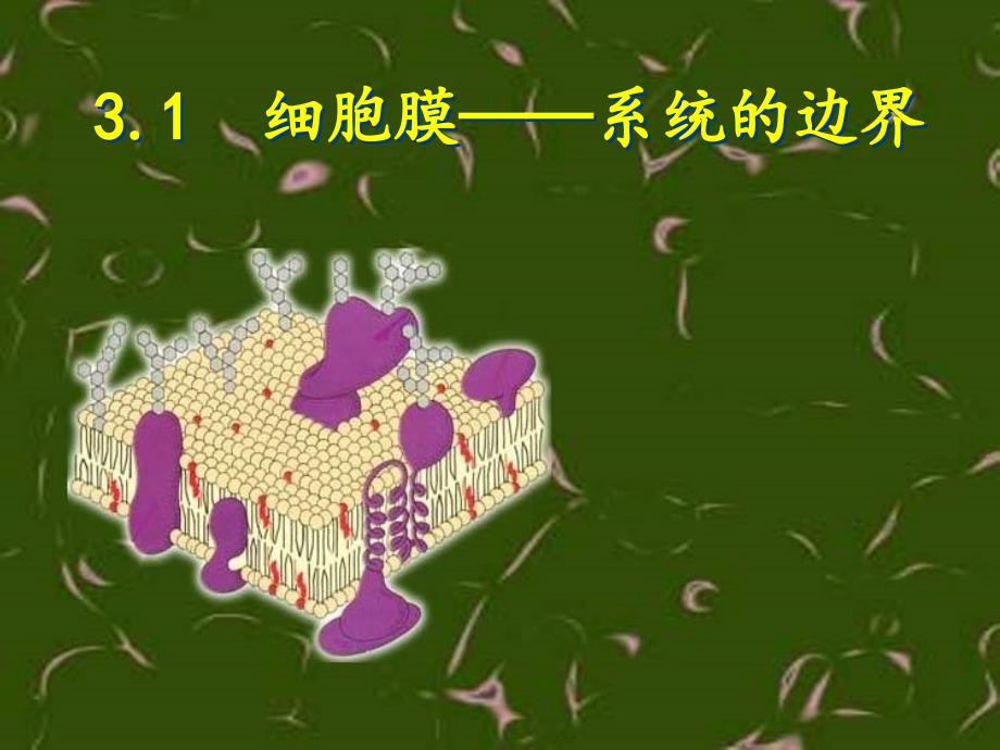 31细胞膜——系统的边界_第1页