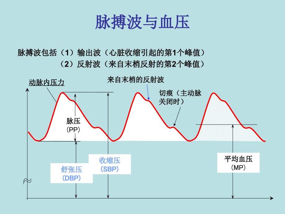 中心动脉压与其临床意义ppt课件_第2页