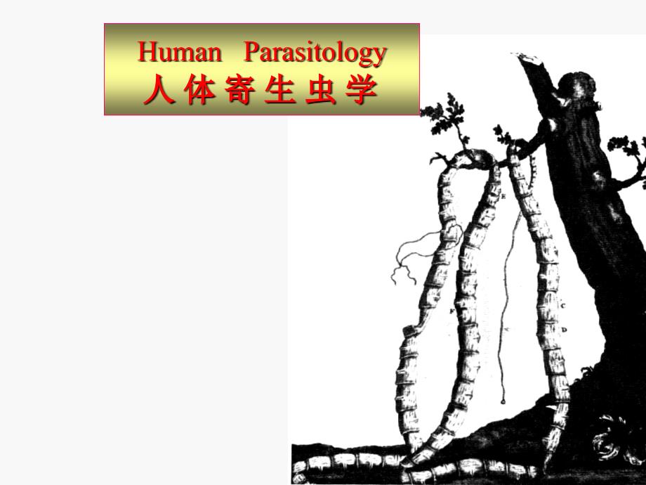 医学微生物学：寄生虫总论_第1页