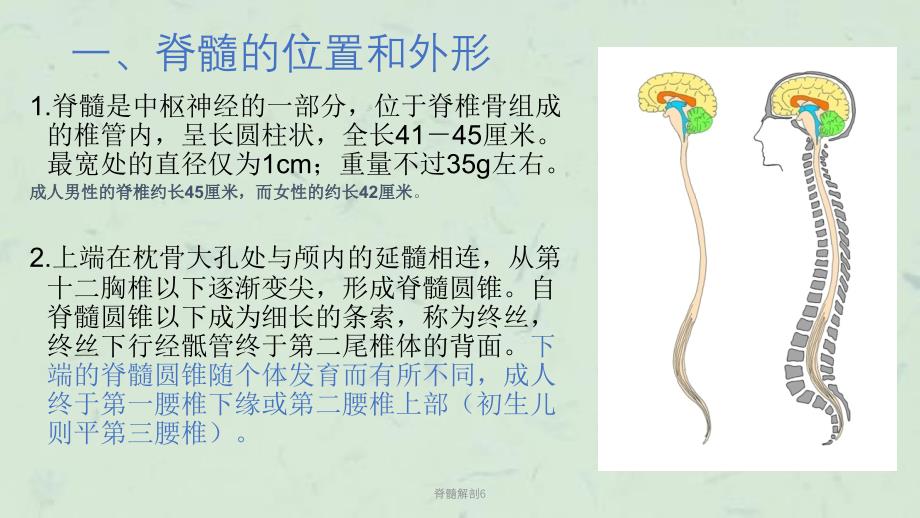 脊髓解剖6课件_第2页