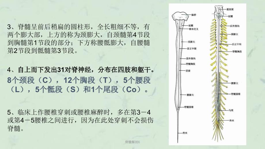 脊髓解剖6课件_第3页