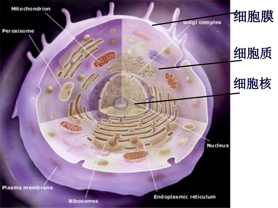 医学专题—细胞核的结构和功能28186_第2页