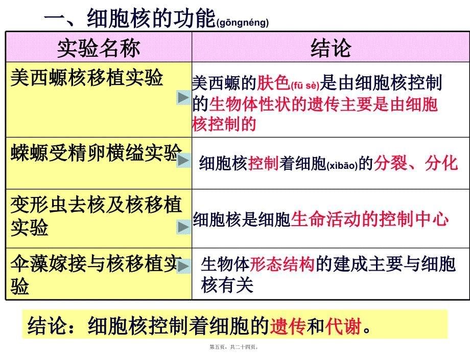 医学专题—细胞核的结构和功能28186_第5页