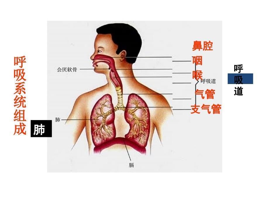 第三章第一节 呼吸道对空气的处理_第5页