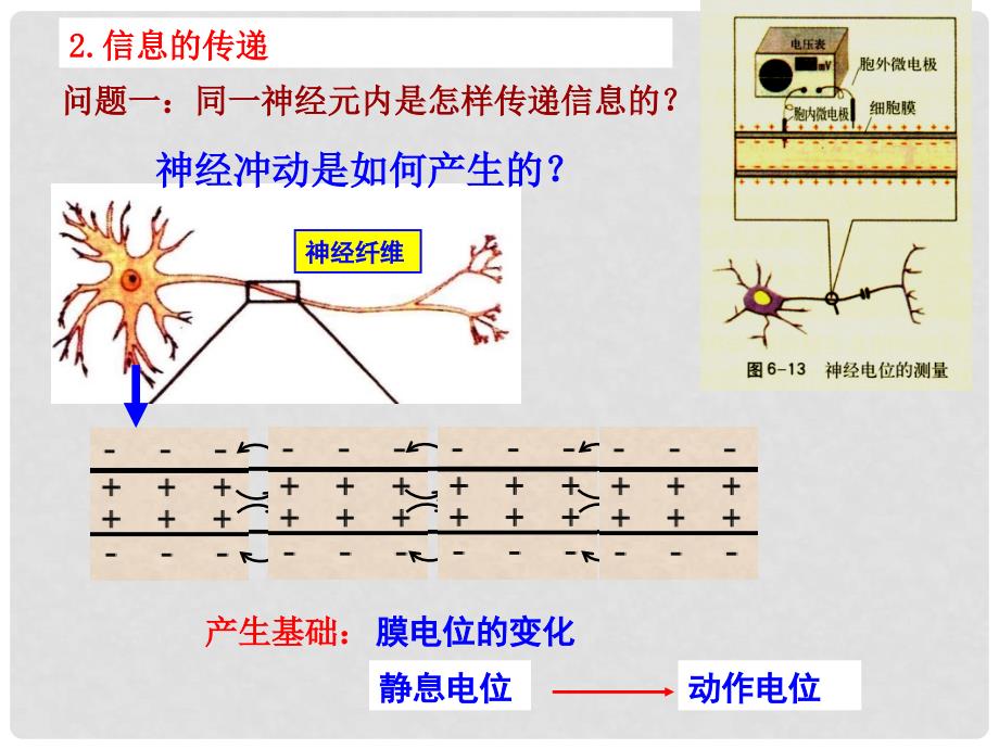 高中生物 第二册 第5章 生物体对信息的传递和调节 5.2 神经系统中信息的传递和调节课件1 沪科版_第4页