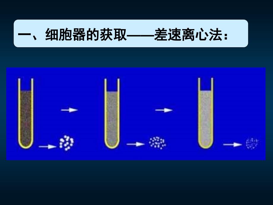 11-11-07高一生物《细胞器——系统内的分工合作》(课件)_第4页