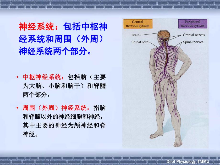 神经五年制ppt课件_第3页