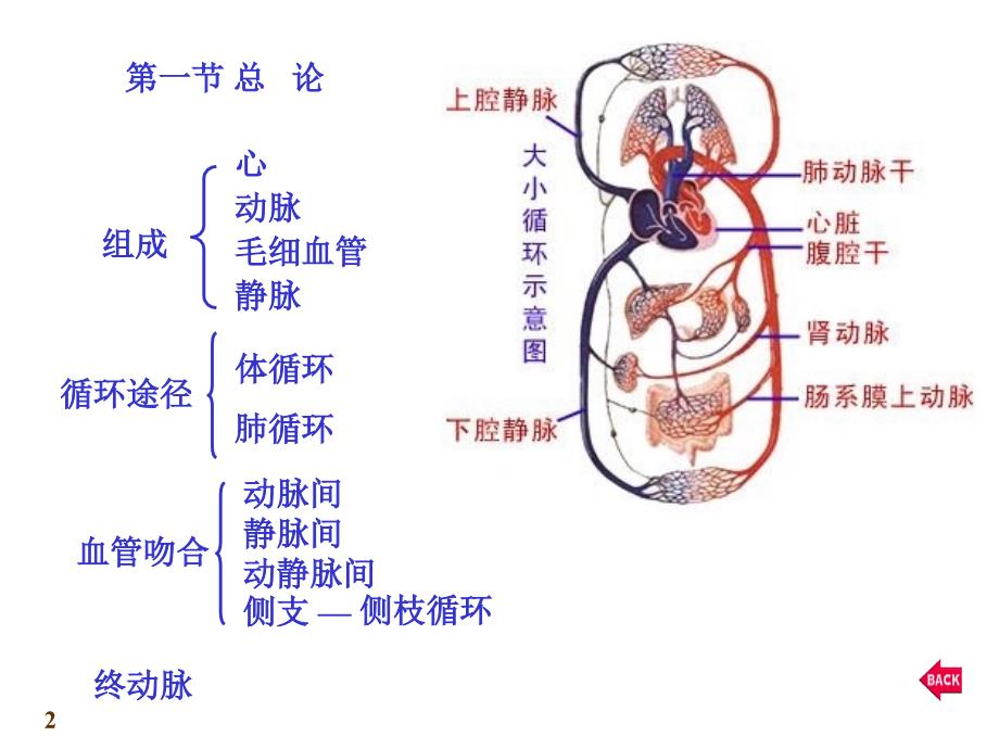 最新心血管系统心脏PPT课件_第2页