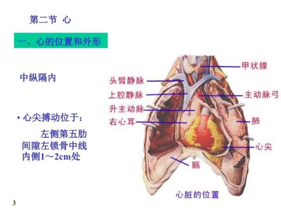 最新心血管系统心脏PPT课件_第3页