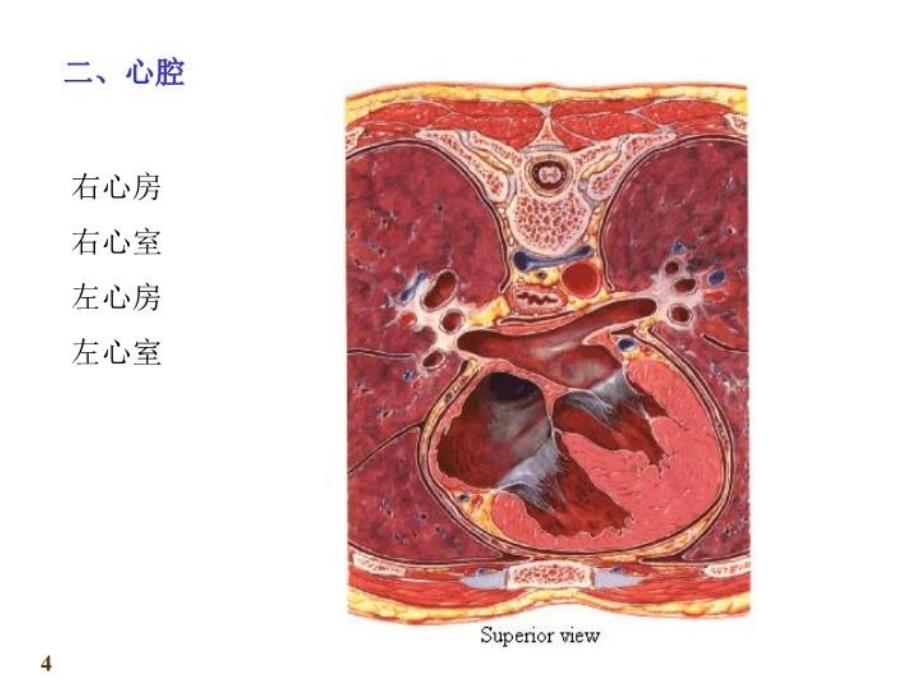 最新心血管系统心脏PPT课件_第4页