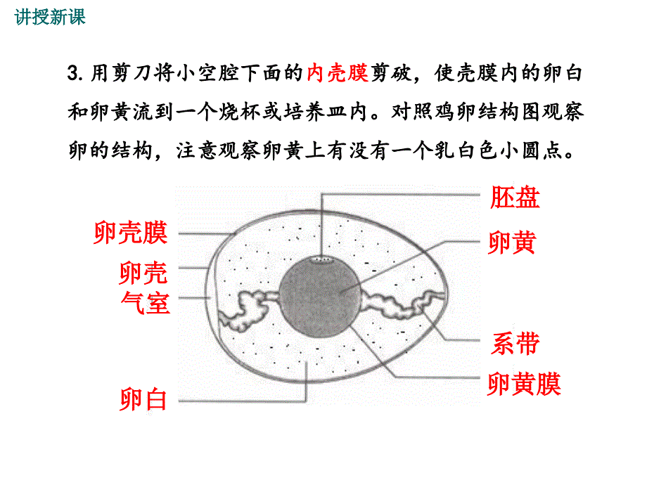 人教版生物八年级下册教学课件第七单元第一章第四节鸟的生殖和发育_第4页