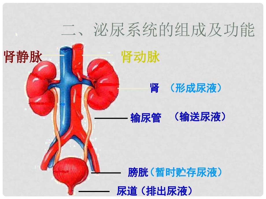 七年级生物下册 3.4.1 尿液的形成和排出课件 （新版）济南版_第4页