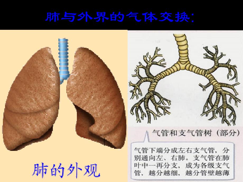 七年级生物下册第三章第二节发生在肺内的气体交换新ppt课件_第2页