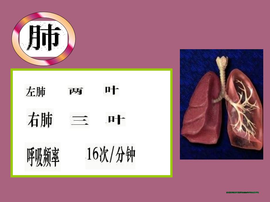 七年级生物下册第三章第二节发生在肺内的气体交换新ppt课件_第3页