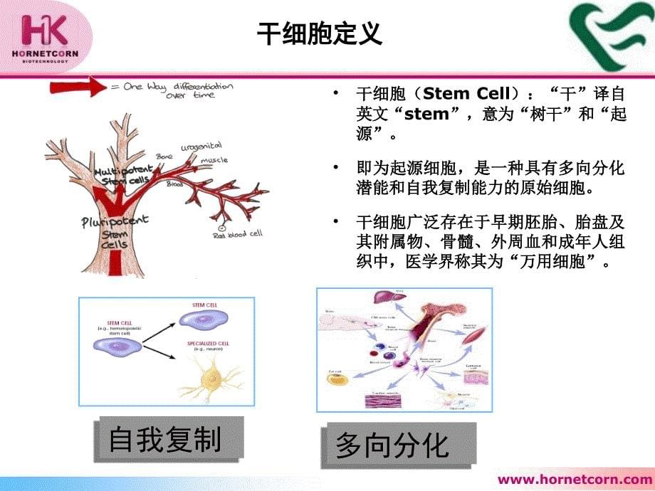 干细胞技术与临床应用合一康课件_第5页