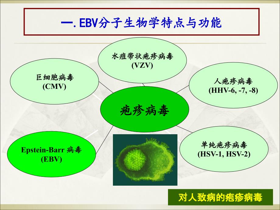 EBV病毒讲课教学文案_第2页