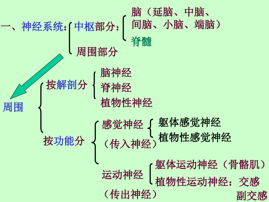 10神经系统_第2页