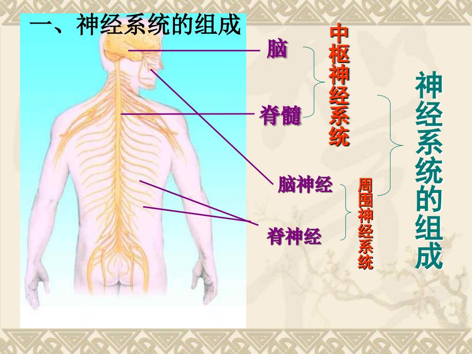 济南版生物下神经调节的基本结构ppt课件1_第4页