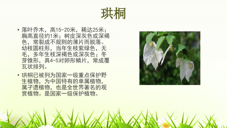 植物博览会模板课件_第4页