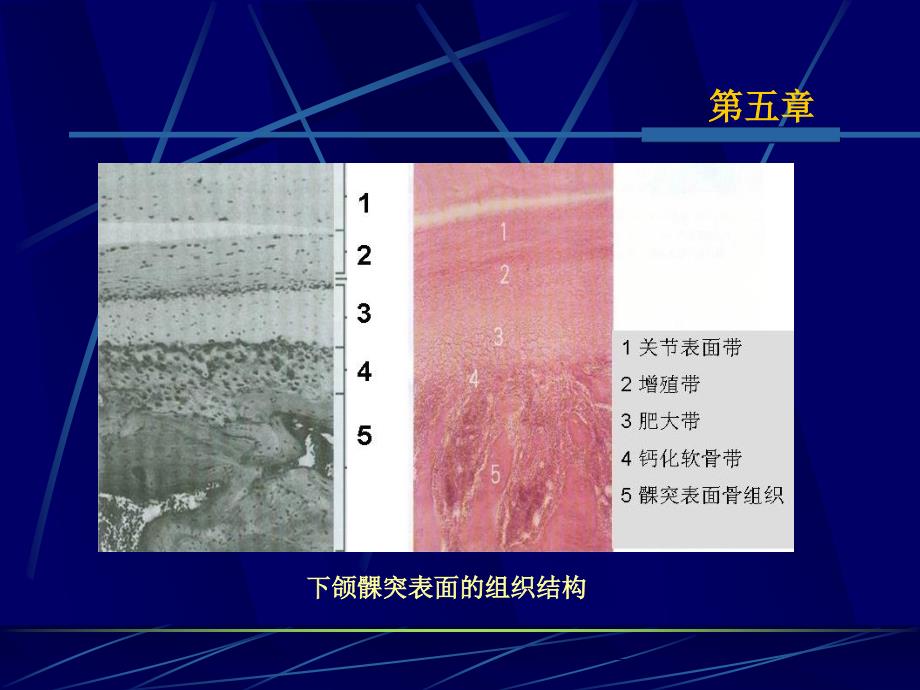 第五章颞下颌关节_第4页