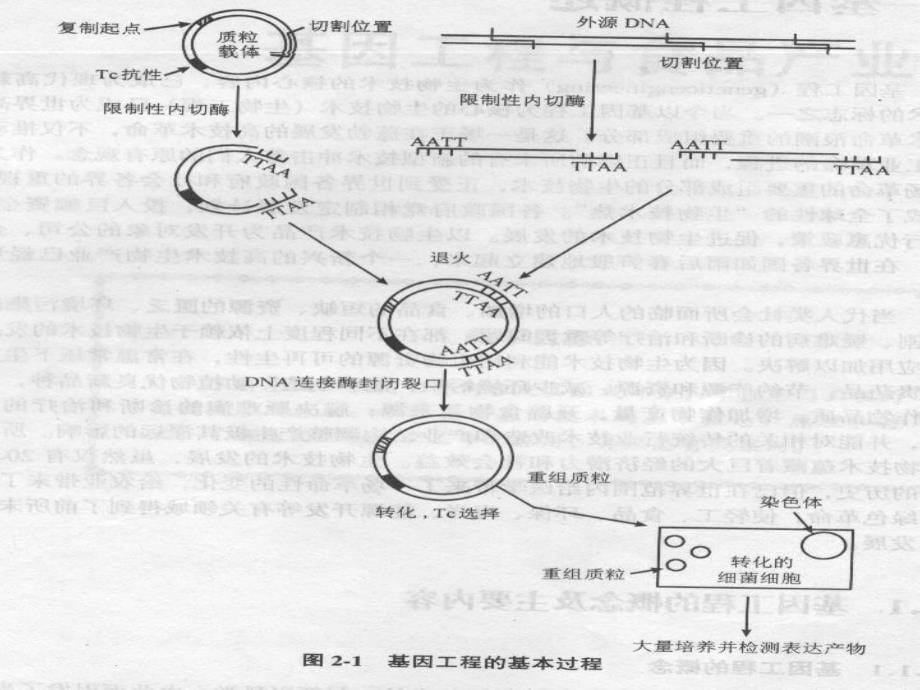 基因工程在食品工业中的应用_第5页