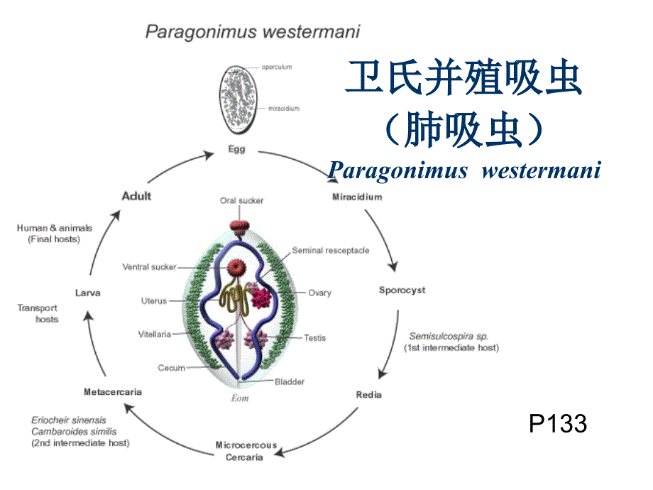 成教医学寄生虫学-第四次.ppt_第2页