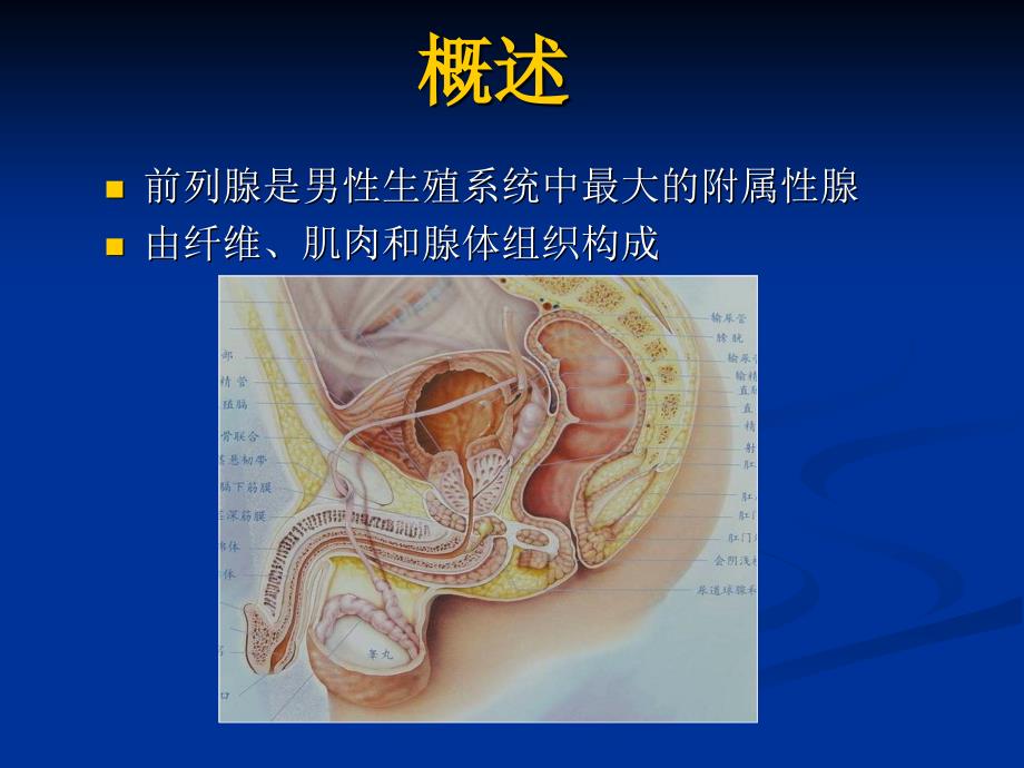 磁共振前列腺癌诊断标准_第2页