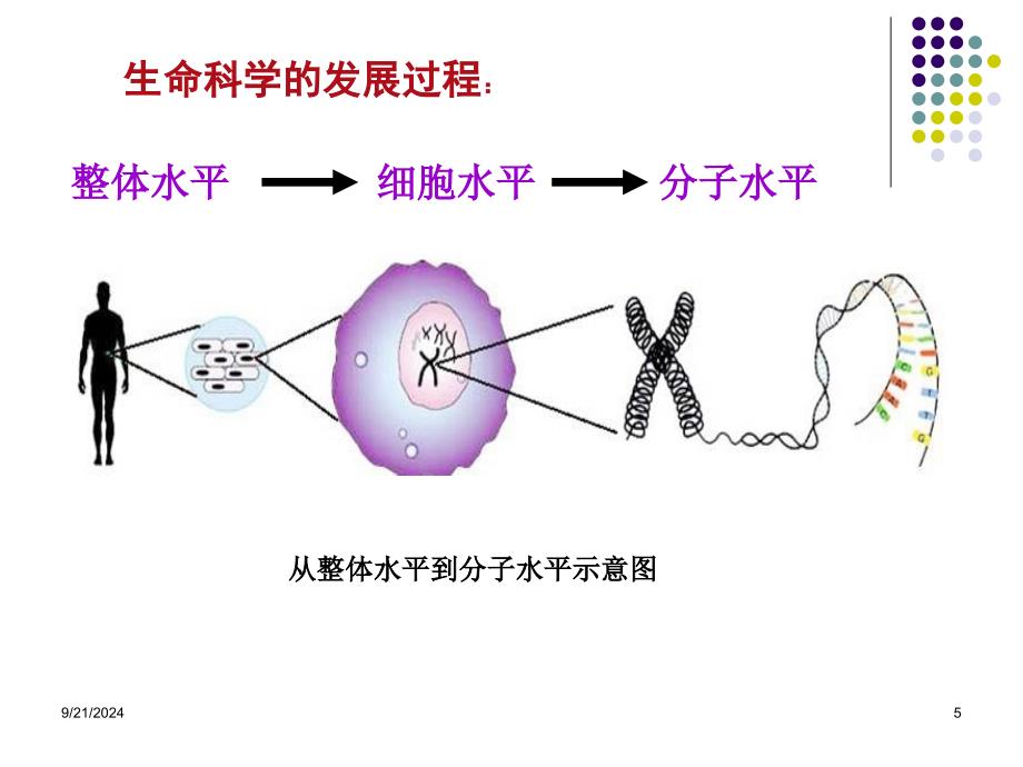 医学分子生物学课件_第5页