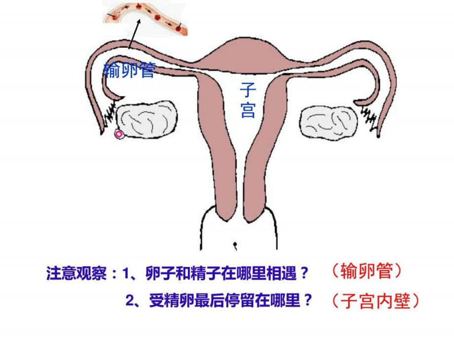 七年级下册总复习_第3页