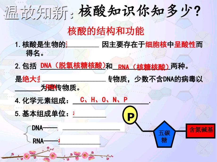 DNA分子的结构与复制汇报_第3页